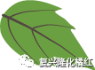 復(fù)興隆化橘紅